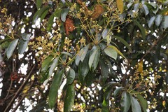Phoebe lanceolata